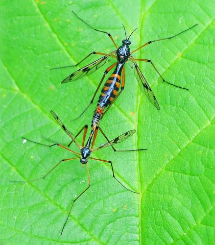 Ptychoptera contaminata